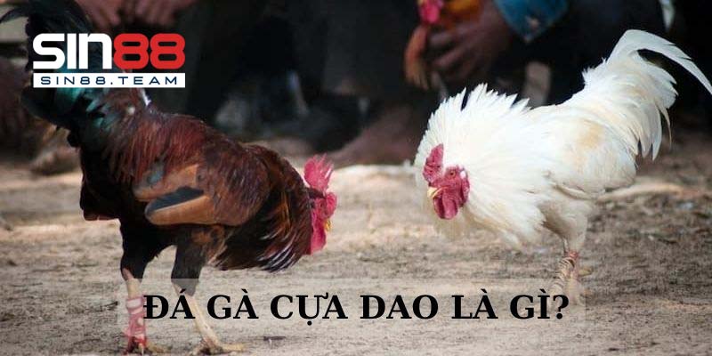 Luật chơi đá gà cựa dao